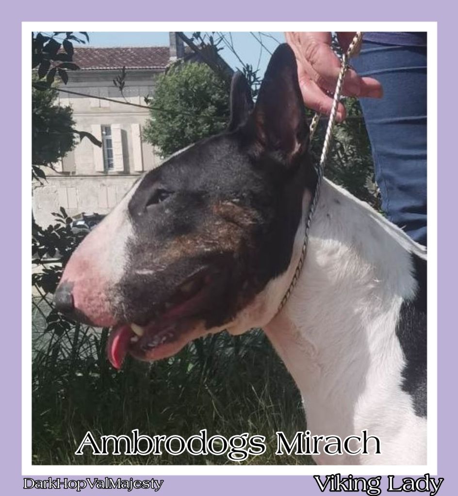 ambrodogs Mirach. dit viking lady resilenza