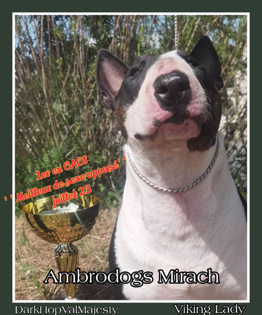 ambrodogs Mirach. dit viking lady resilenza