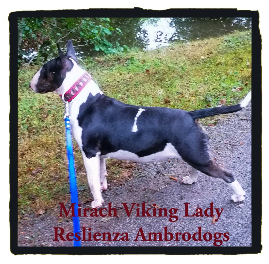 ambrodogs Mirach. dit viking lady resilenza