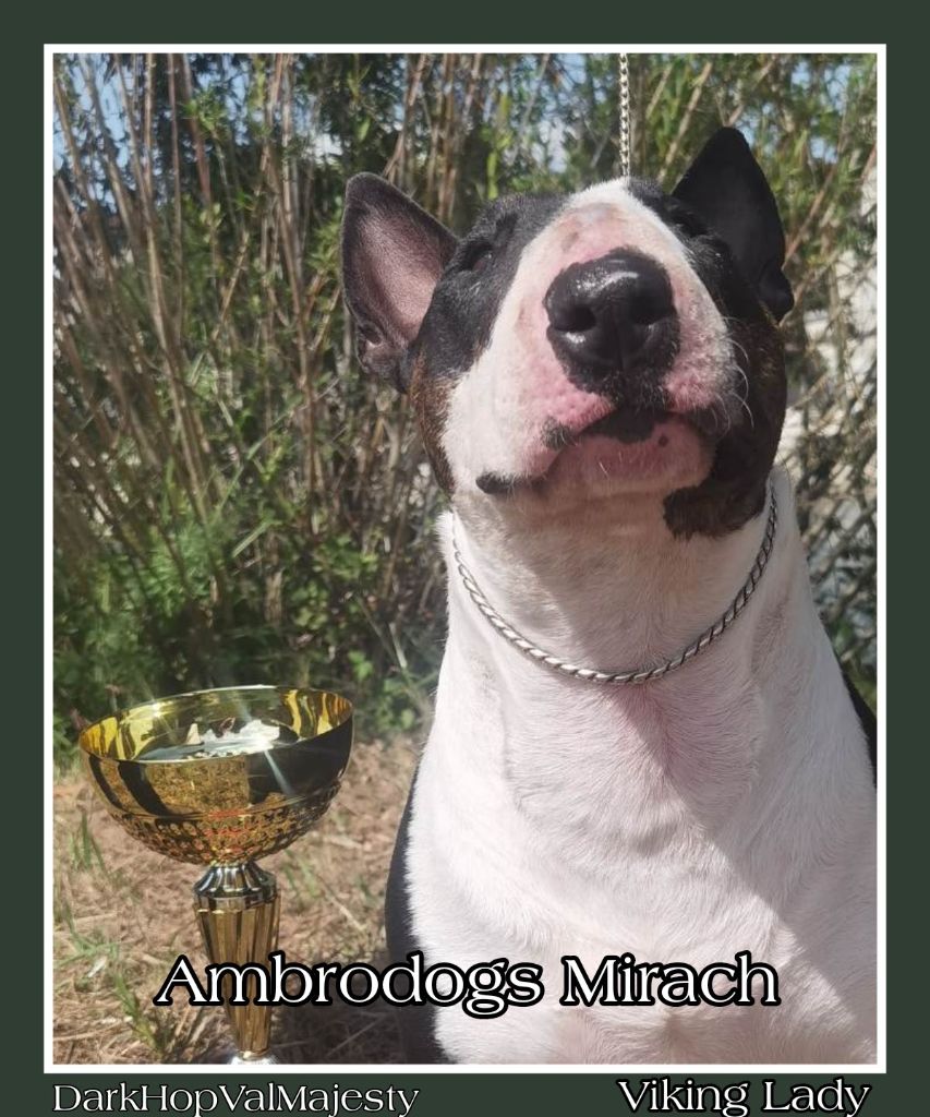 ambrodogs Mirach. dit viking lady resilenza