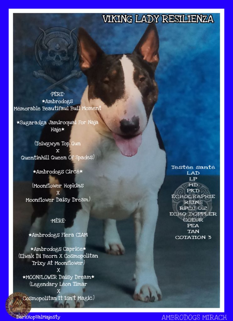 ambrodogs Mirach. dit viking lady resilenza
