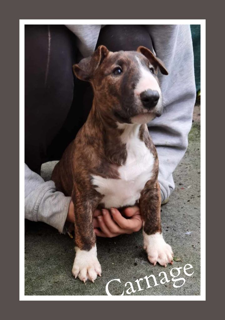 Dark Hopval Majesty - Chiot disponible